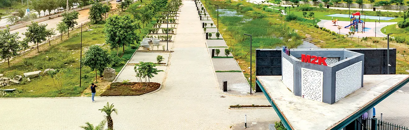 Adani Oyster Greens